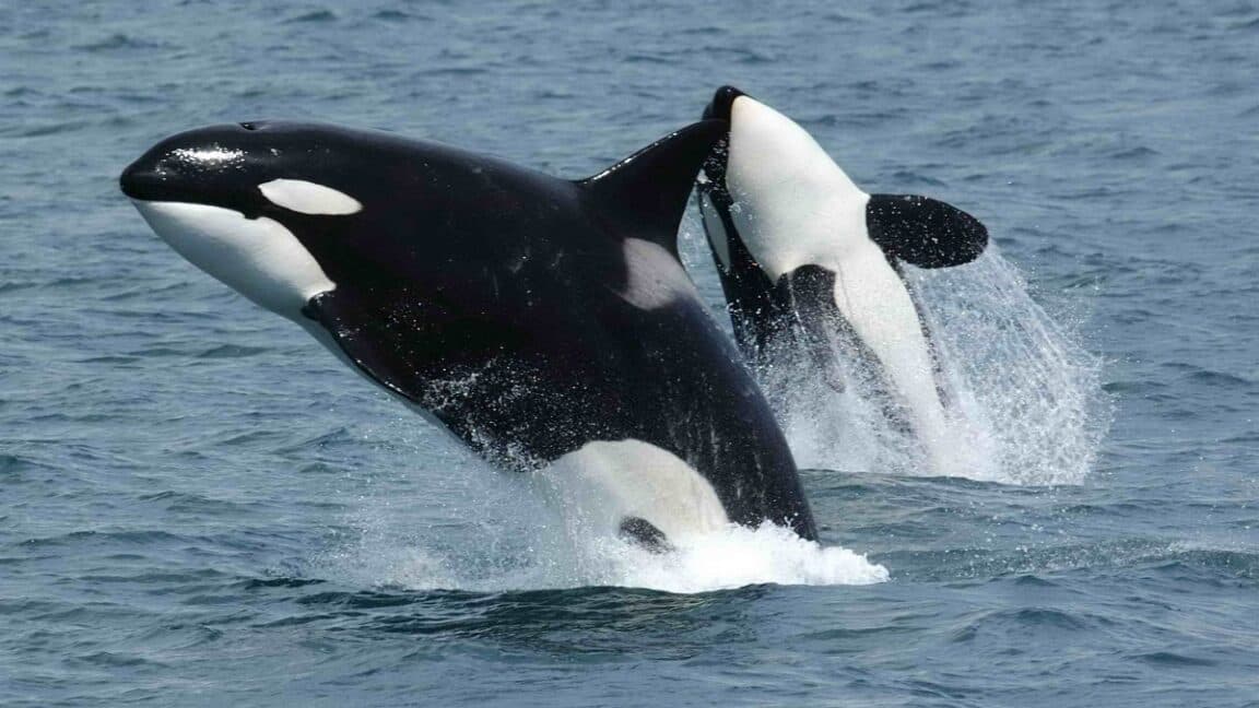 Orca Ngumpul, Serang Sunfish Sampai Meledak? Gila!