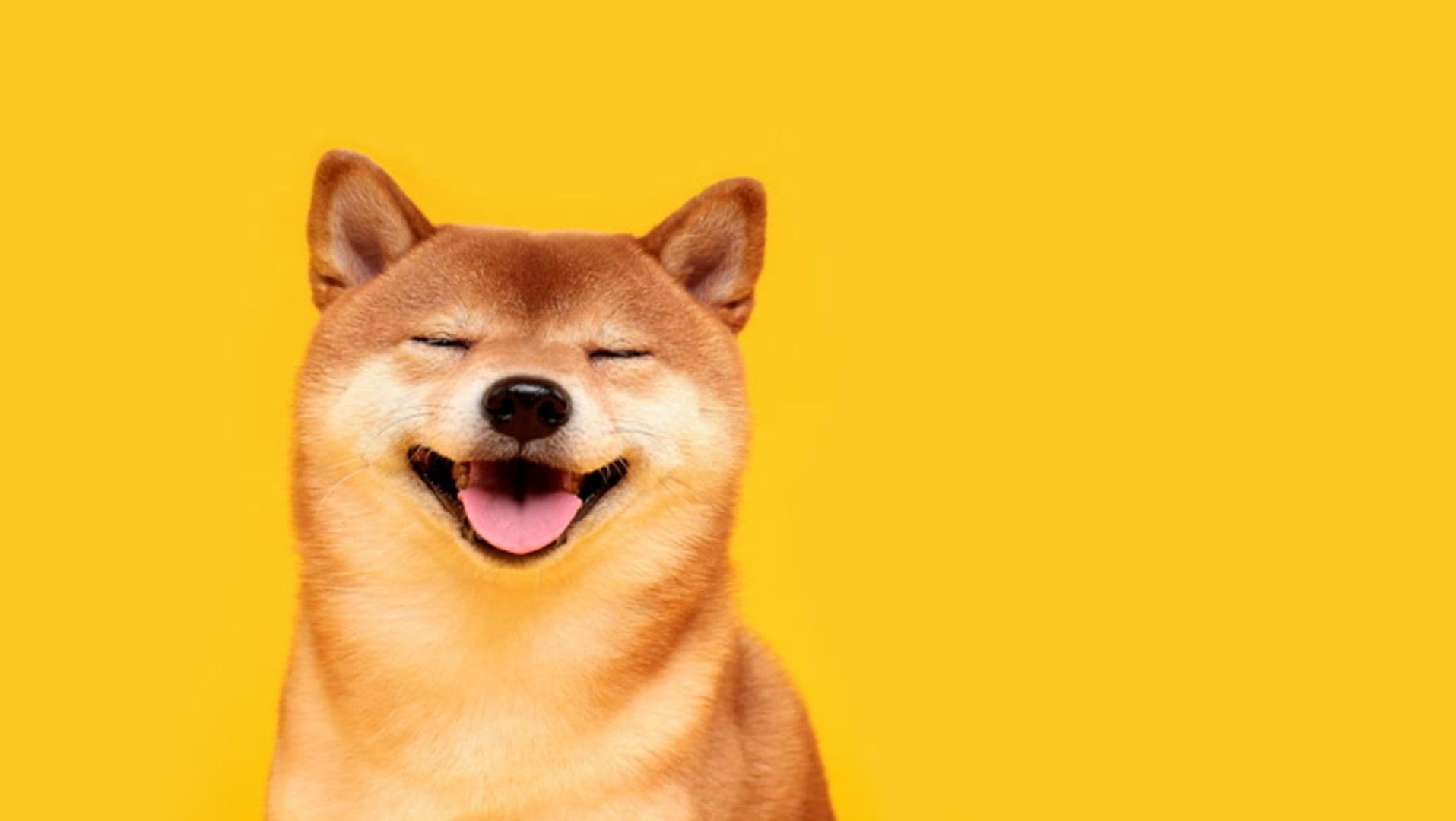 Shiba Inu Melonjak 36%: Apa yang Terjadi di Korea Selatan?
